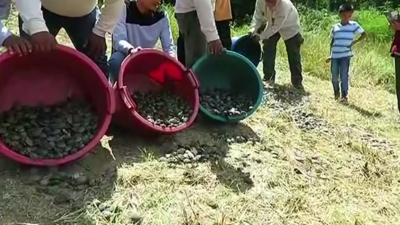 Turtles released into wild