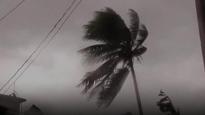 Tree blown by the wind