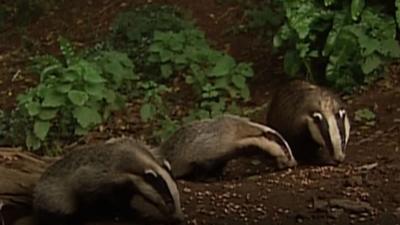 Badgers