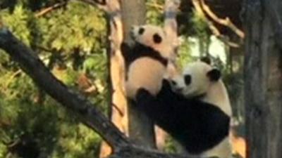 Panda stuck up tree