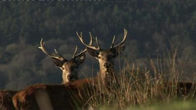 Red deer