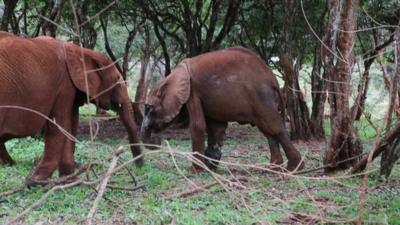 Simotua the baby elephant