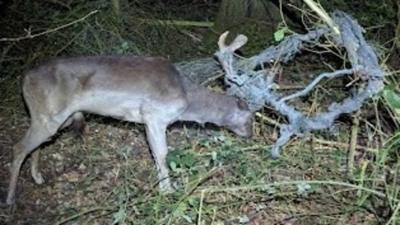 A deer trapped in some wire