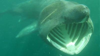 Basking shark