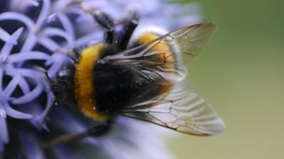 Find out which insect was voted Britain's favourite