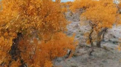 This forest of Huyang trees is a big tourist attraction for its autumn leaves.