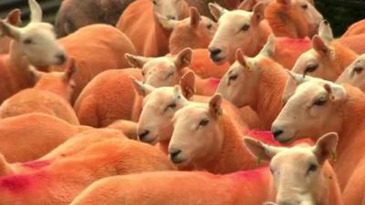 orange sheep