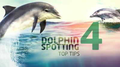 dolphin spotting tips