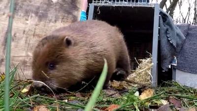 Beaver being released