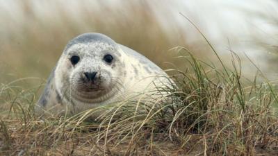 Grey Seal