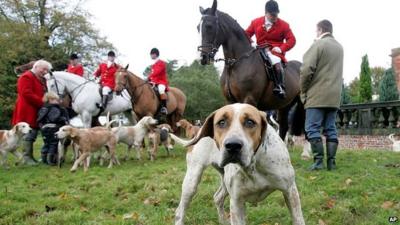 Fox hunt