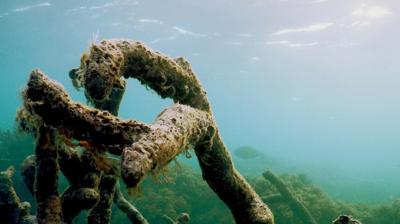 This is what coral reefs sound like