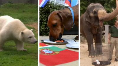 Animals choosing World Cup teams