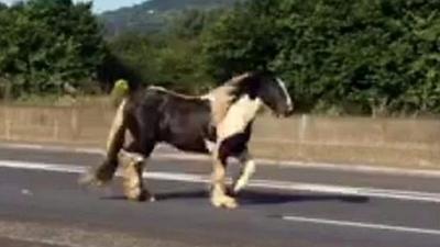 Horse on M1 motorway outside Belfast, 25 August 2016