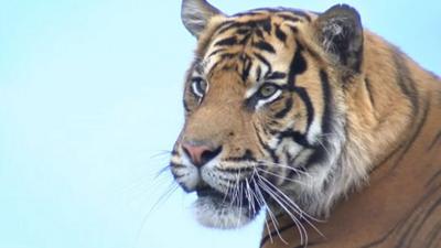 Sumatran tiger