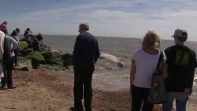 Crowds gather to see whale