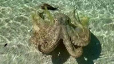 See the octopus that went viral after lashing out at a man swimming at an Australian beach.