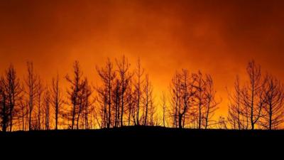 Forest on fire landscape