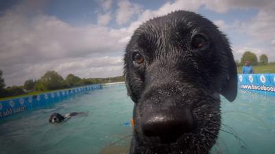 The outdoor pool has been keeping dogs, and their owners, cool during the hot spell.