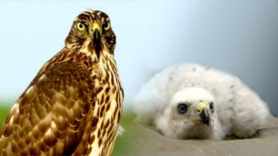 The number of Goshawks in the New Forest has doubled in the last eight years.