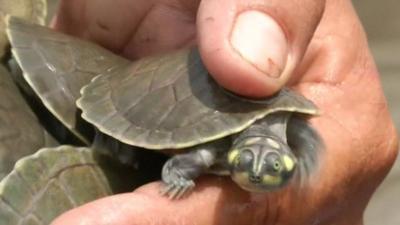 One of the turtles which has been released into the Amazon