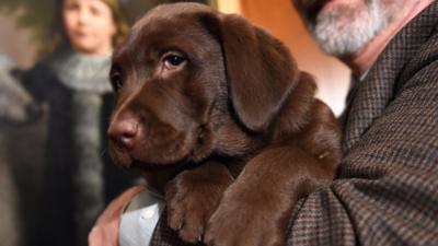 Labrador Retriever