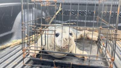 Seal in a cage in the back of a pick up truck 