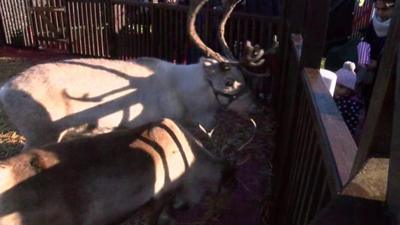 Reindeer at Leeds Castle