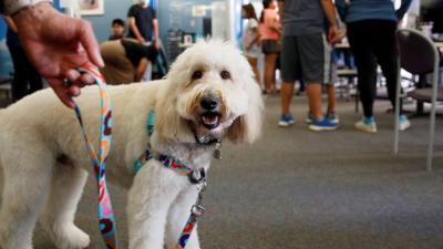 Dog on a leash