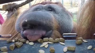 Orangutan-at-Berlin-Zoo