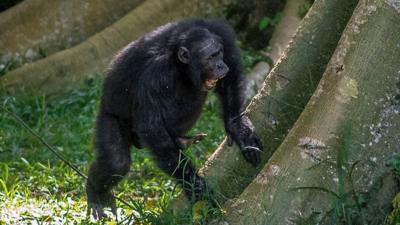 Chimpanzee drumming on tree