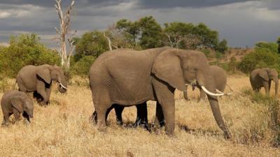 Elephants