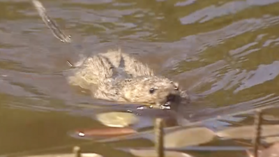 A water vole