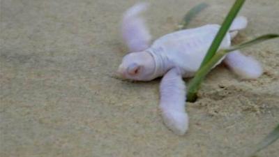 Alby the albino turtle