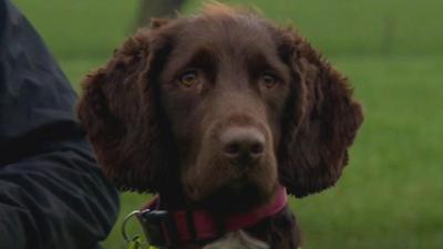 Snipe the water leak sniffing dog