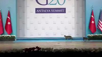 Cats on the G20 Leader's Summit stage