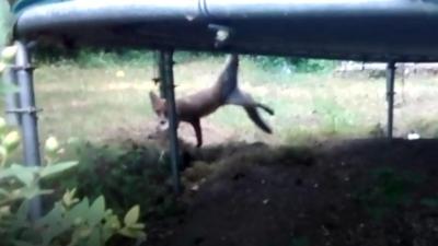 Fox stuck in trampoline