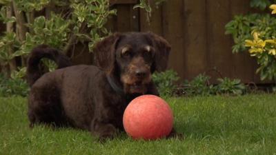 Dog kneeling on the ground behind a ball