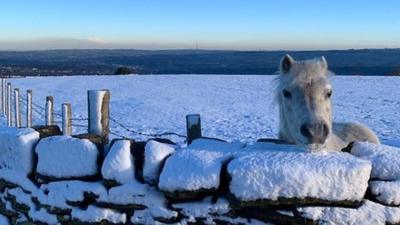 A white horse in a snowy field