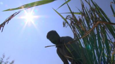 Rice farmer working in the sun