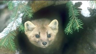 Pine Martin