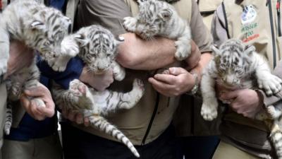 White tiger cubs