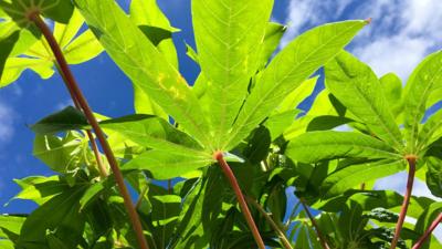 Cassava plants