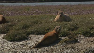 seals