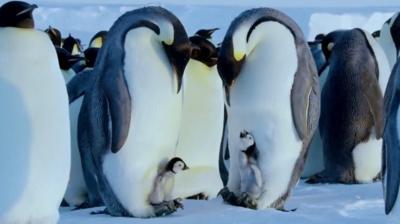 Emperor Penguins