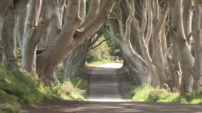 Dark Hedges