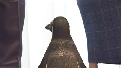 penguin visits a care home