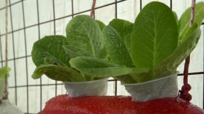 Refugees in Jordan and scientists from the UK are growing fresh food using old mattresses.