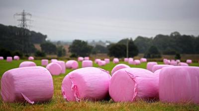 Pink hay bales