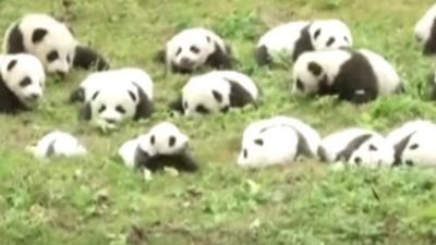 Pandas in China